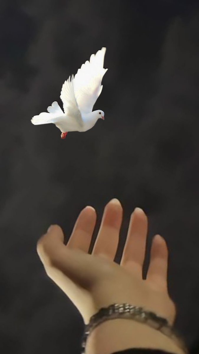 Belgin🍃🕊 tweet media