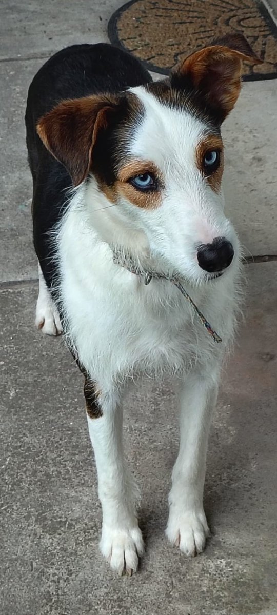 Malu_LaPlata's tweet image. #KyungMee (alias #Kimchi)  Hoy hace un año y medio que llegó a casa 🥰🤗♥️ Gracias a @Aldivega  @lagarzasosa_  🤗🤗🤗