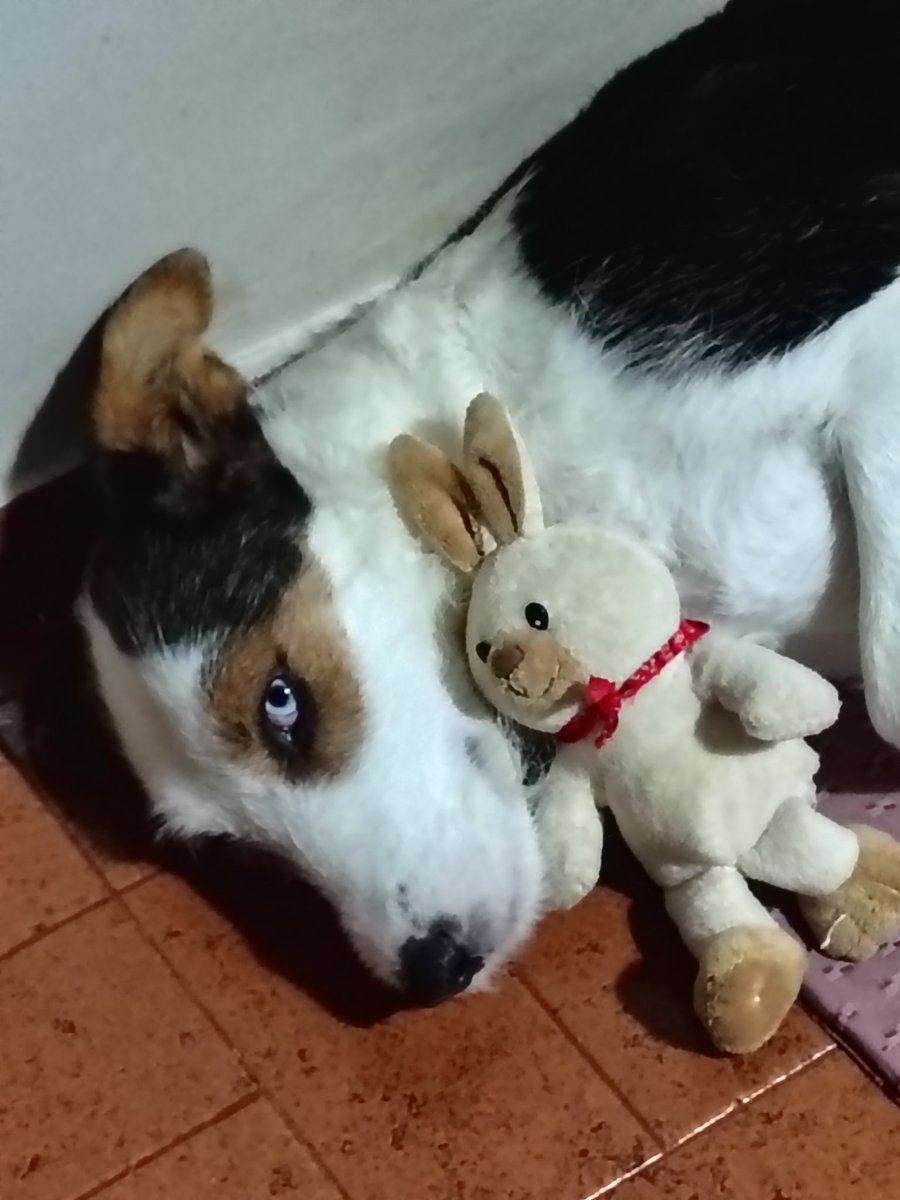 Malu_LaPlata's tweet image. #KyungMee (alias #Kimchi)  Hoy hace un año y medio que llegó a casa 🥰🤗♥️ Gracias a @Aldivega  @lagarzasosa_  🤗🤗🤗