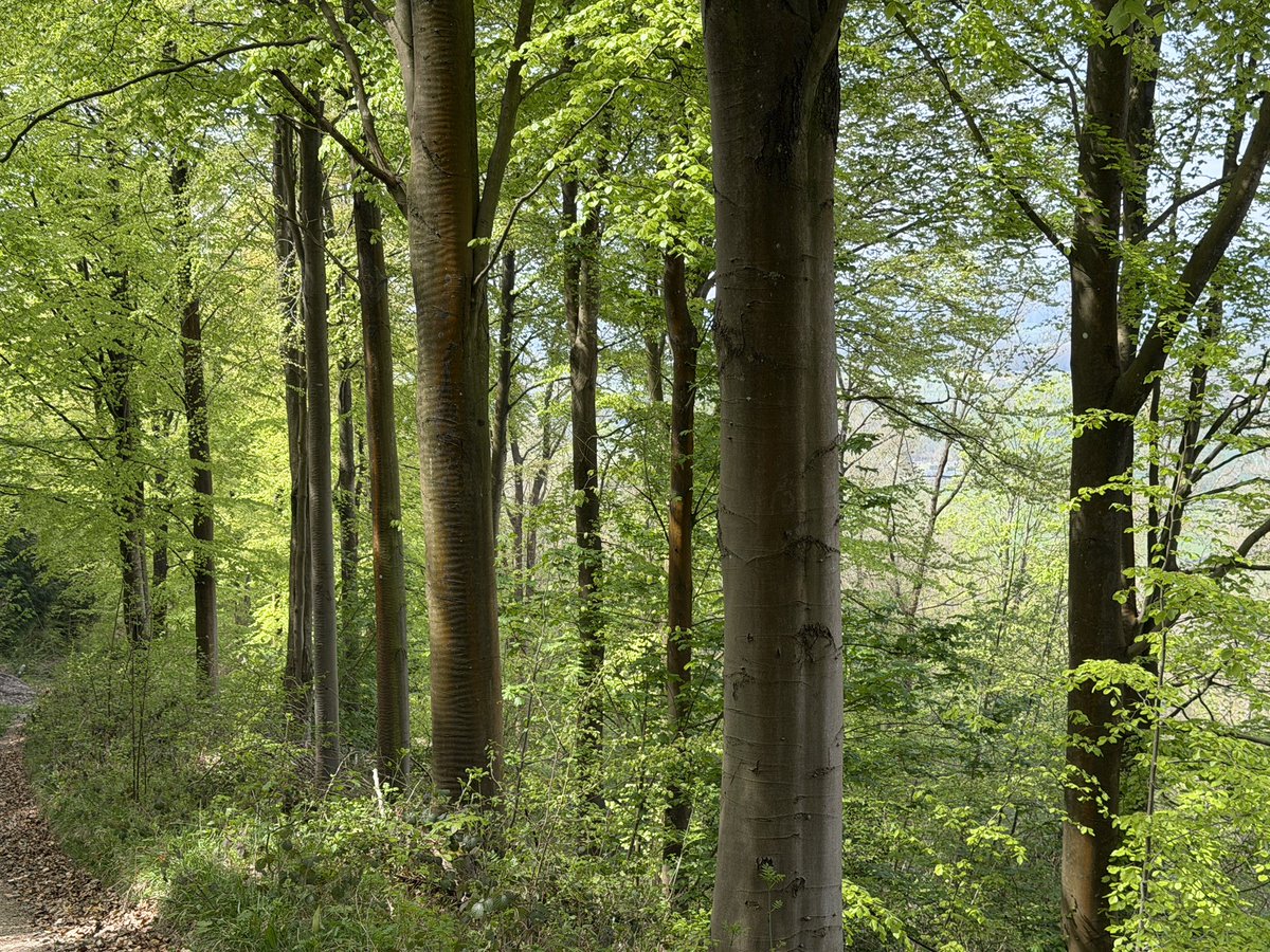 ManelRoura's tweet image. My walk today…over 13 miles along Wenlock Edge from Much Wenlock to Hope Bowdler in 5 hours. Great company and beautiful weather. #Shropshire