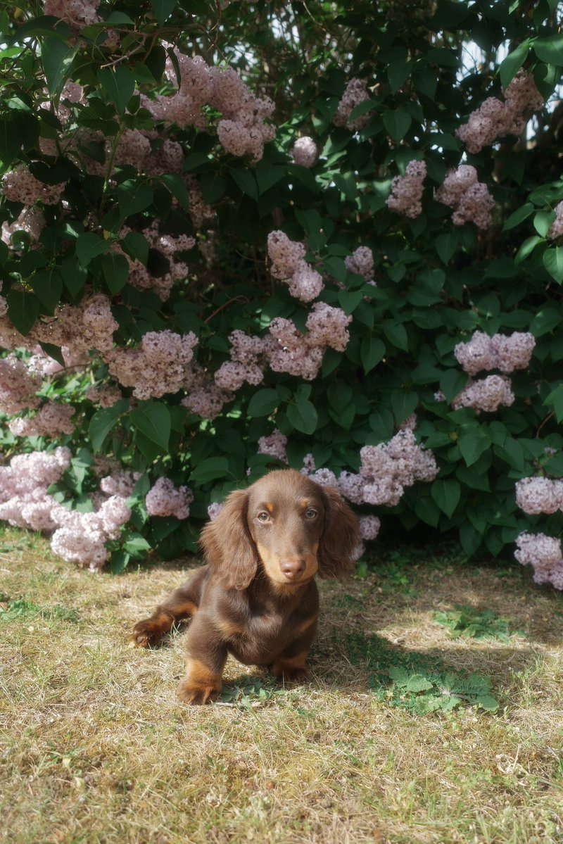 layla | london photographer tweet media