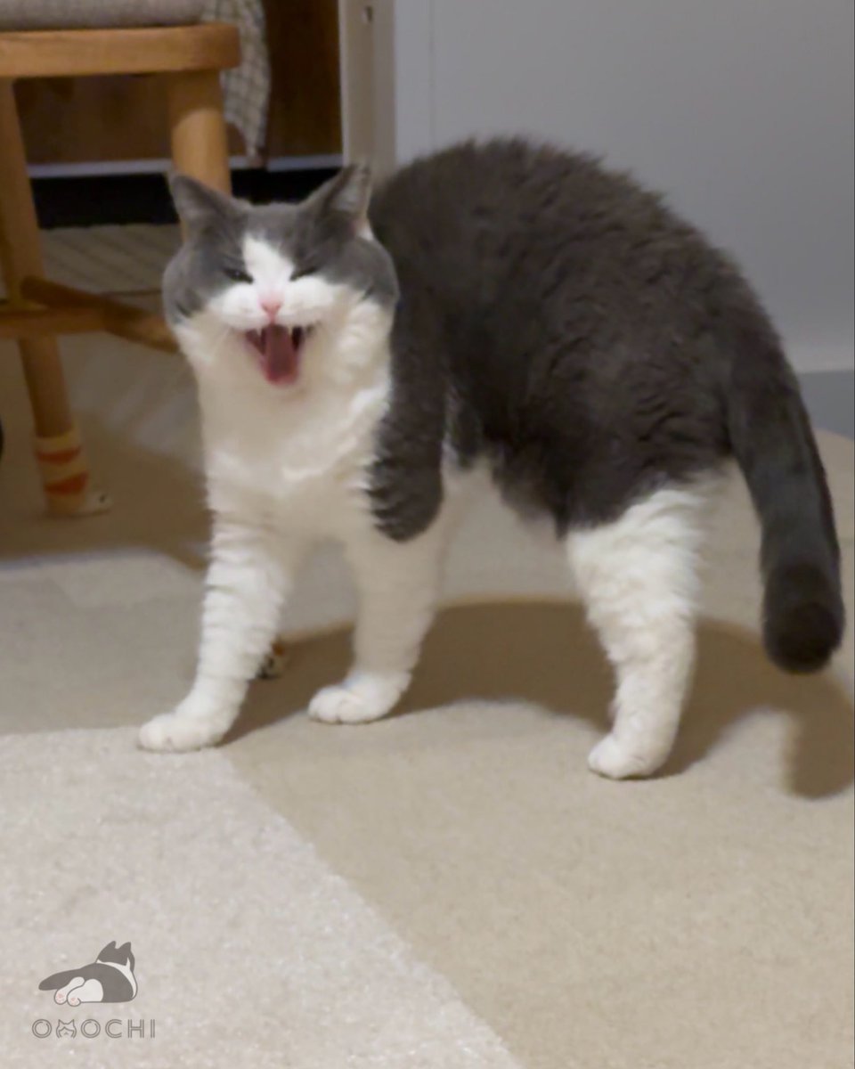 おもち tweet media