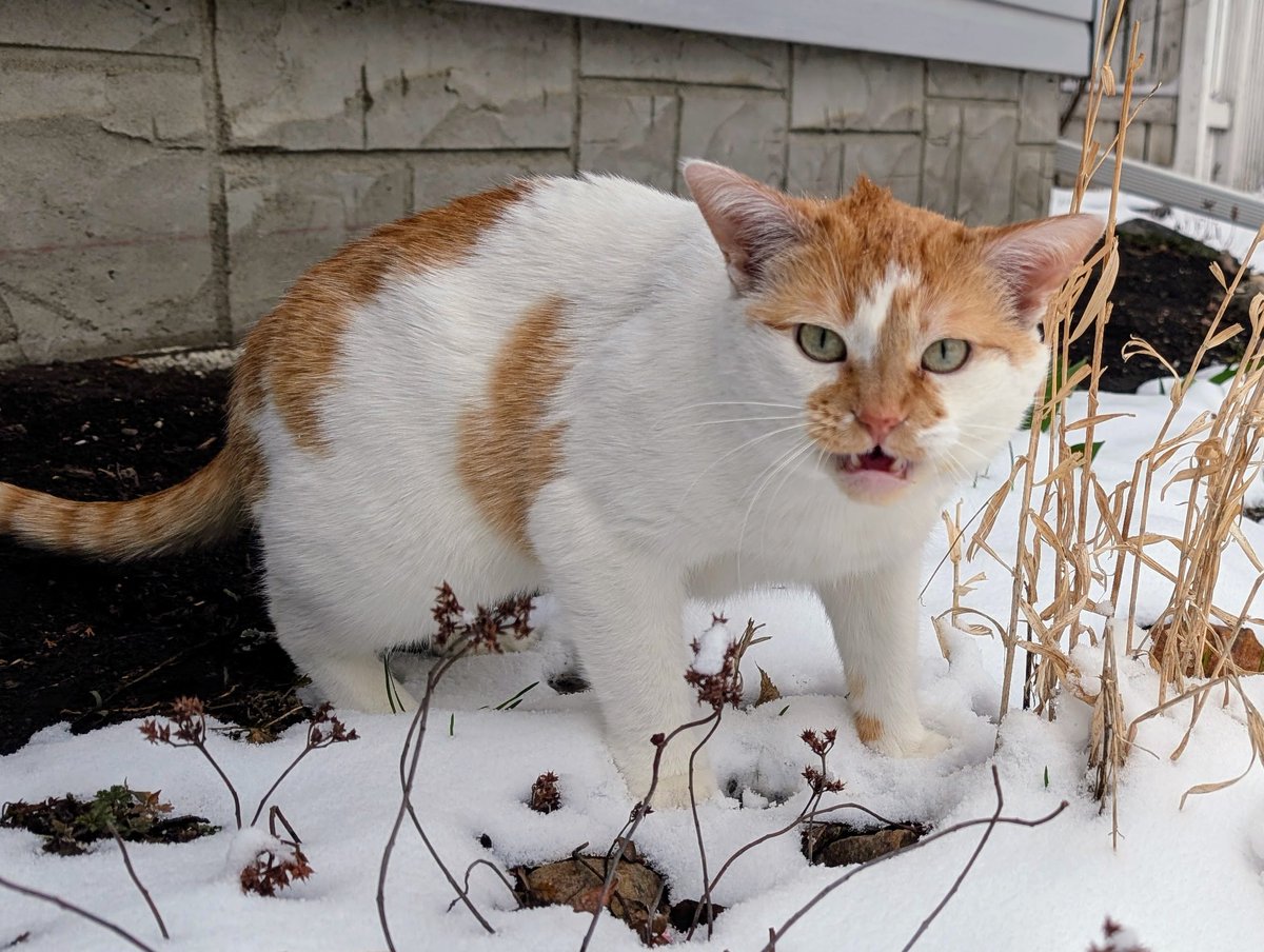 FartyCheddarCat's tweet image. Wat da fluff?
I's had enuff!
I do not like dis sno!

It be cold
It's spwing, I's told
Dis wite, it gots to go!

#CheddarPoetry #Sno #Cold #IWantsGweenAndWarm #ItSupposedToBeSpwing #MyPawsCold #NoFair