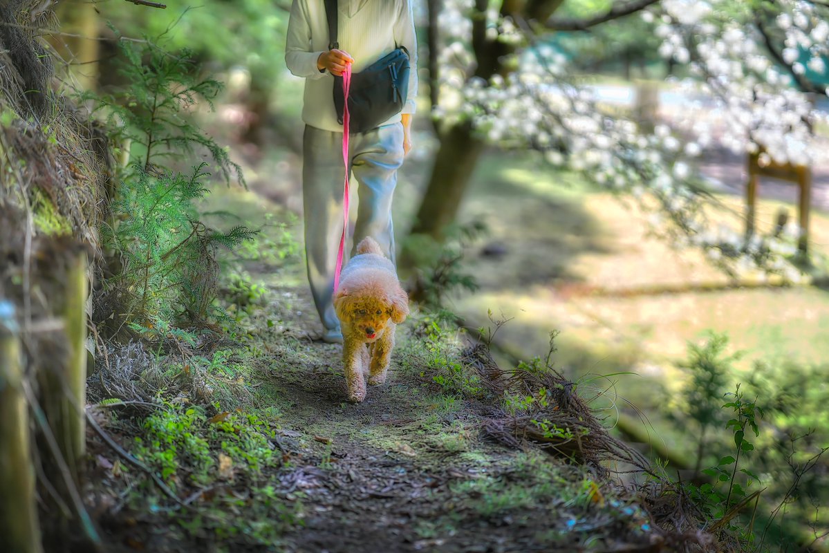 masahiko65's tweet image. #dog #犬  

Feeling the cherry blossoms on my back.