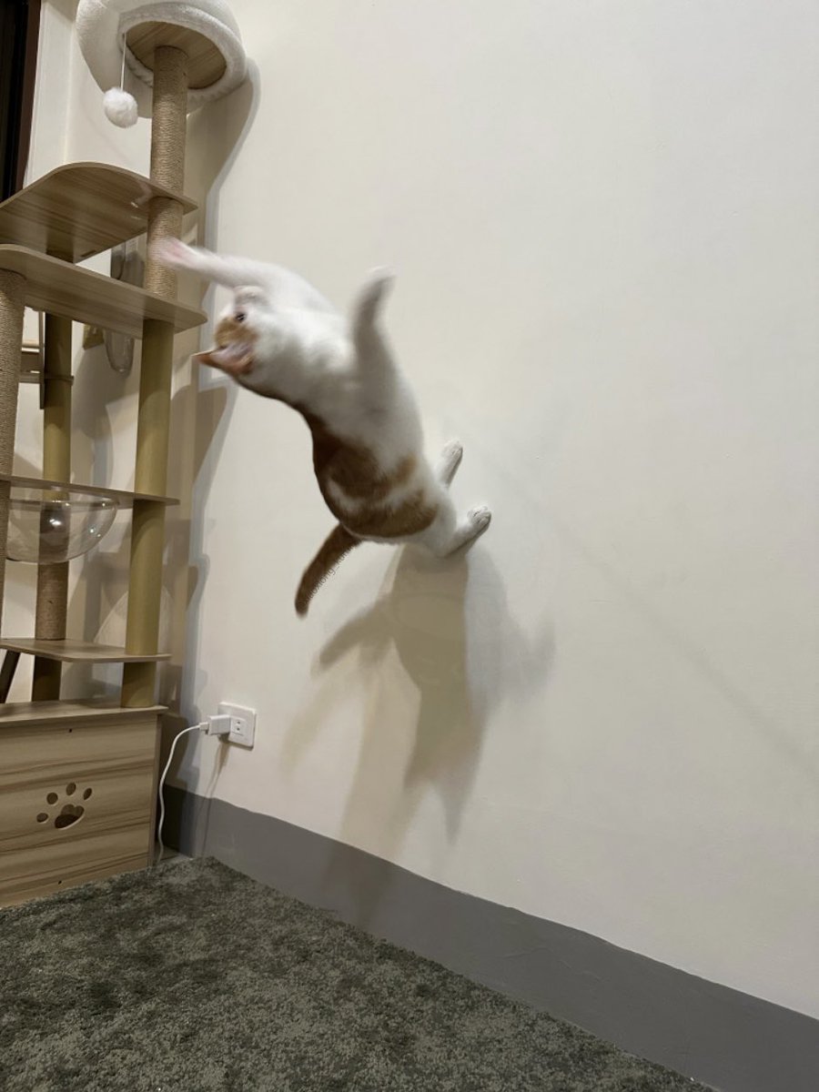 しゃおしょん tweet media