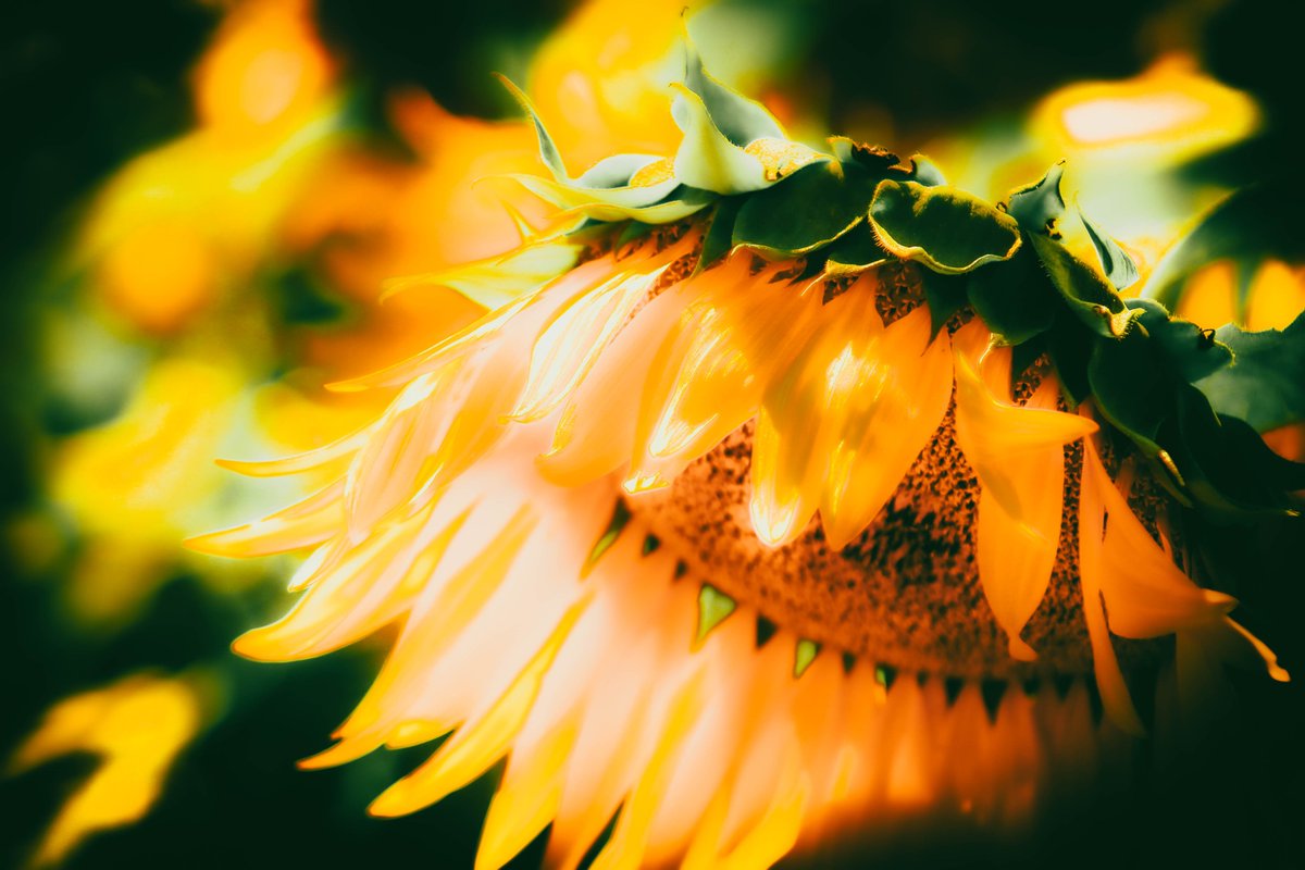 Killustratorinc's tweet image. #photography #sunflowers