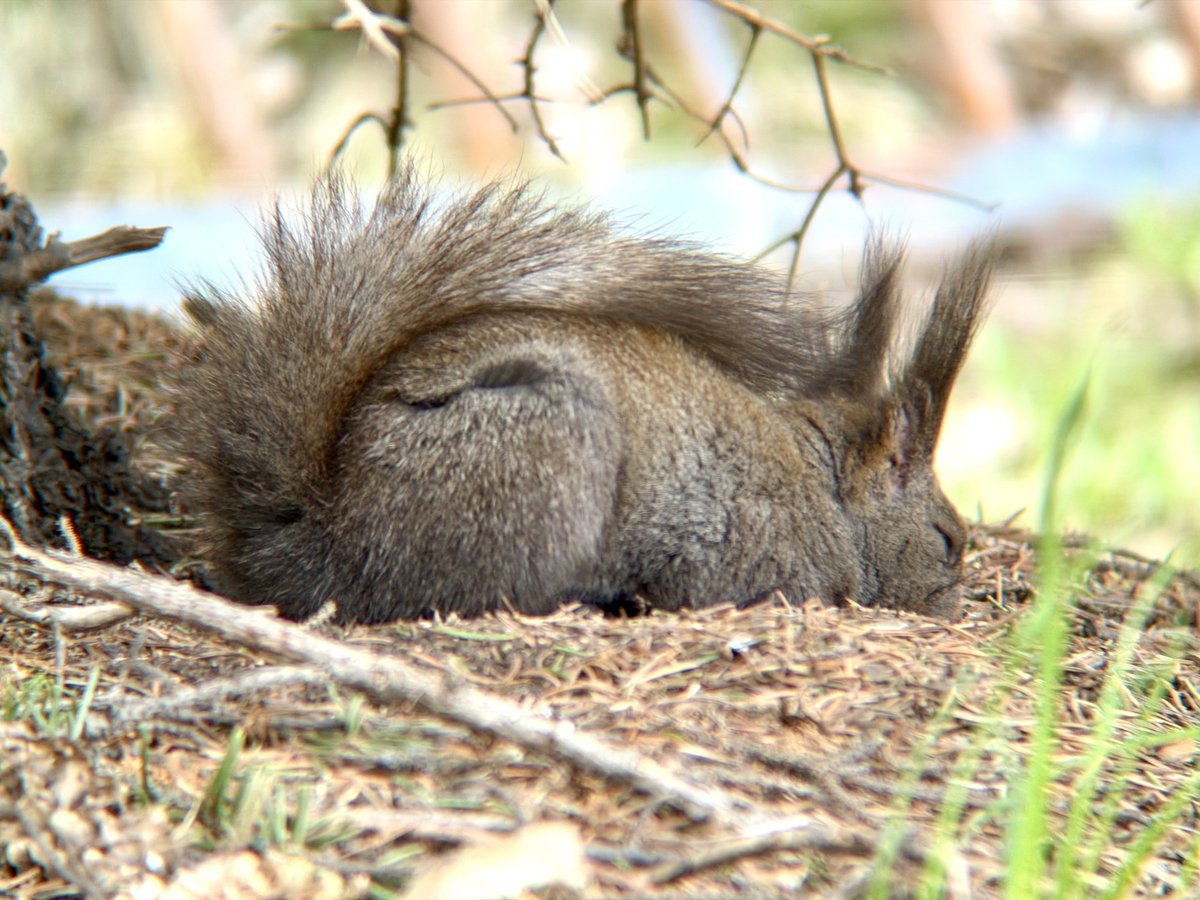 逆光〜お昼寝🌸🐿️💤🌸