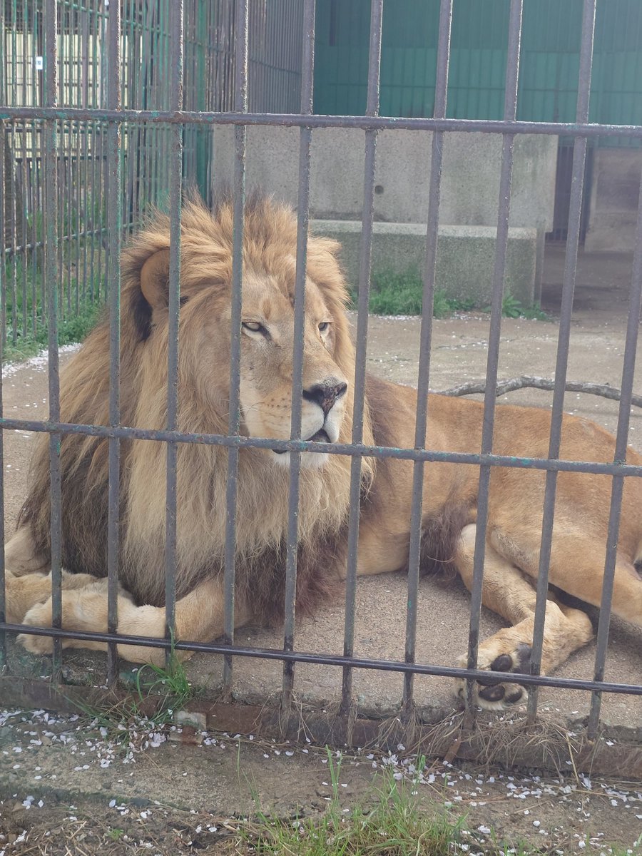 Littlecub_50's tweet photo. 福島でかっけぇ車見て動物に癒されて
何なら最高すぎるチェキ撮ってもらって
有意義すぎる一日を過ごしてきた https://t.co/MjlJtk8bBa