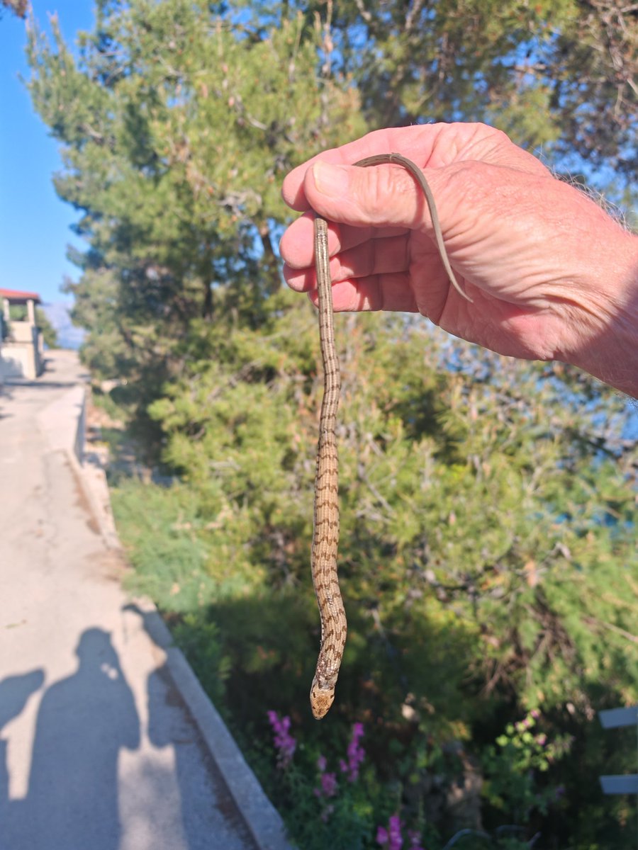 Bročki 4421 tweet media