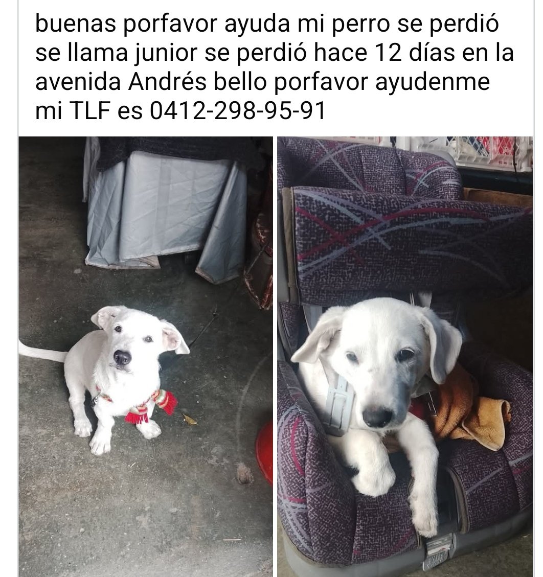 Su familia humana no ha dejado de buscar a Junior. Caracas Av. Andrés Bello