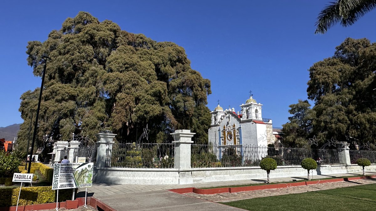 PetrOndracek10's tweet photo. 🇲🇽/62 Jedinečná přírodní zajímavost se nachází jen 12 km od #Oaxaca. V městečku Santa María del #Tule roste strom (již dříve zmiňovaný tisovec) považovaný za jedince s nejobjemnějším kmenem na světě (obvod před 40 metrů, stáří 1 500 – 2 000 let, objem dřevní hmoty se odhaduje 705 m³ a váha na více než 500 tun). Už Zapotékové ho považovali za posvátný, dnes je součástí areálu katolického kostela a přitahuje návštěvníky po tisících.