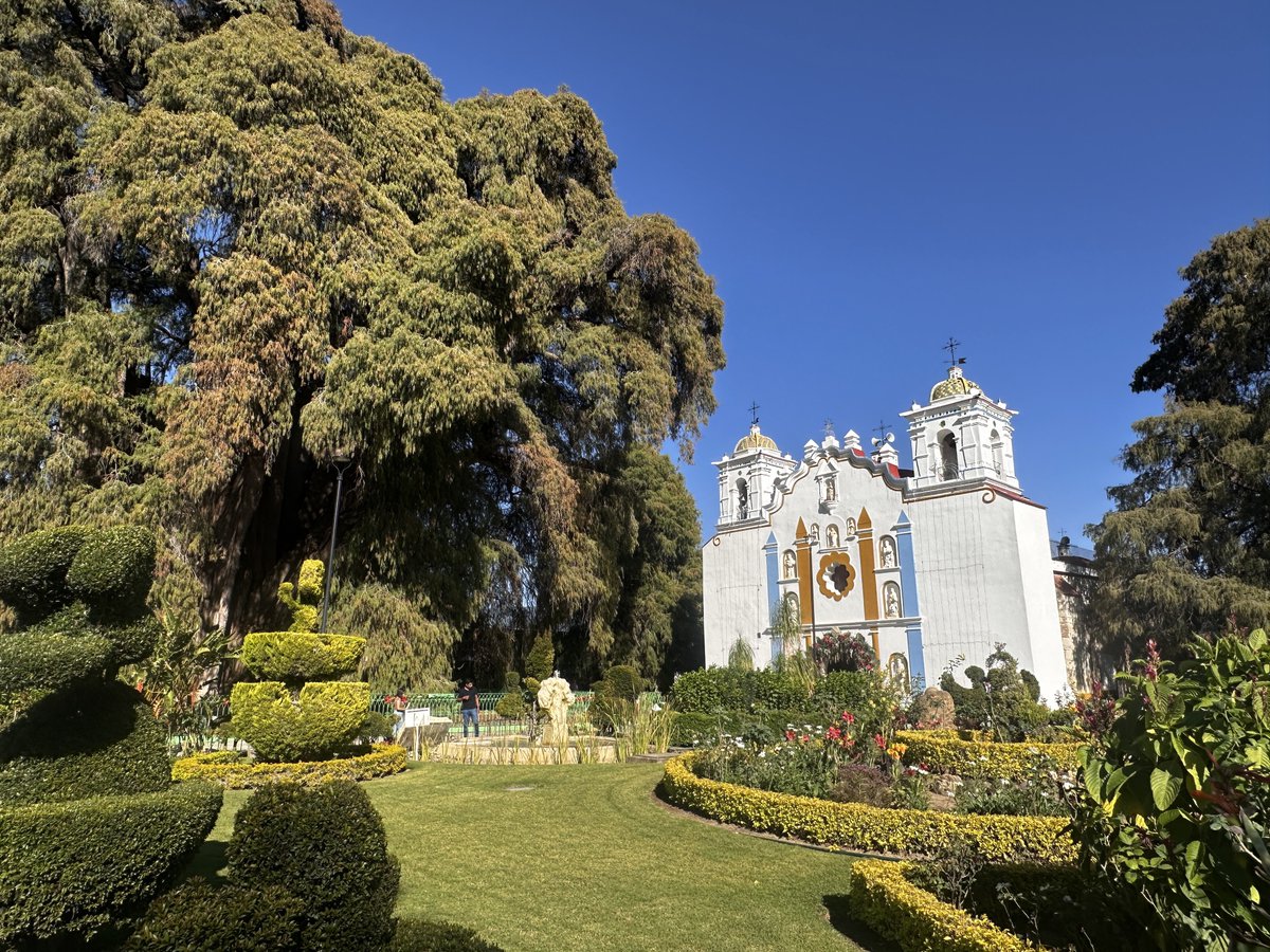 PetrOndracek10's tweet photo. 🇲🇽/62 Jedinečná přírodní zajímavost se nachází jen 12 km od #Oaxaca. V městečku Santa María del #Tule roste strom (již dříve zmiňovaný tisovec) považovaný za jedince s nejobjemnějším kmenem na světě (obvod před 40 metrů, stáří 1 500 – 2 000 let, objem dřevní hmoty se odhaduje 705 m³ a váha na více než 500 tun). Už Zapotékové ho považovali za posvátný, dnes je součástí areálu katolického kostela a přitahuje návštěvníky po tisících.