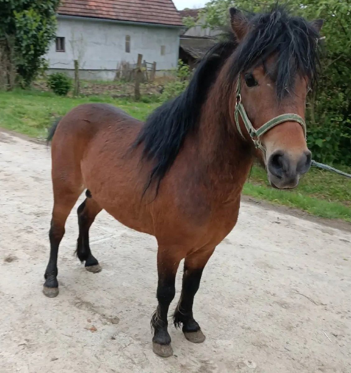 Mirko Topalovic official tweet media