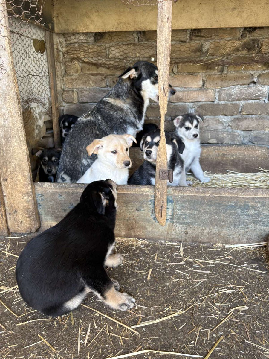 ⁉️🐾Molim RT ⁉️🐾 Danas je jedno stene udomljeno 🙏🏿Ostalo je jos 6 muzjaka i jedna zenka ⁉️ Svi su ocisceni od parazita za 6 dana dobijaju prvu vakcinu☑️Molim podelite da im se nadje dom ⁉️