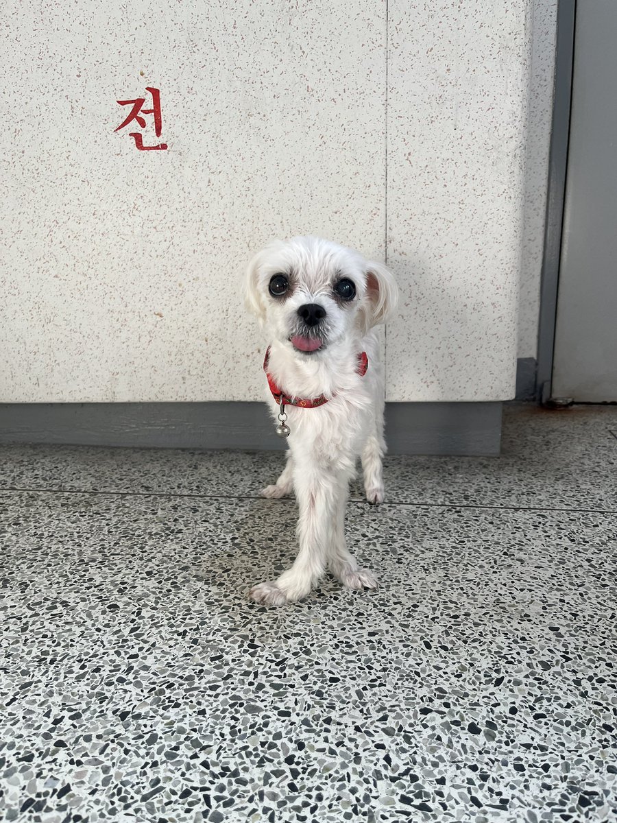 모빙어 Mobinger tweet media