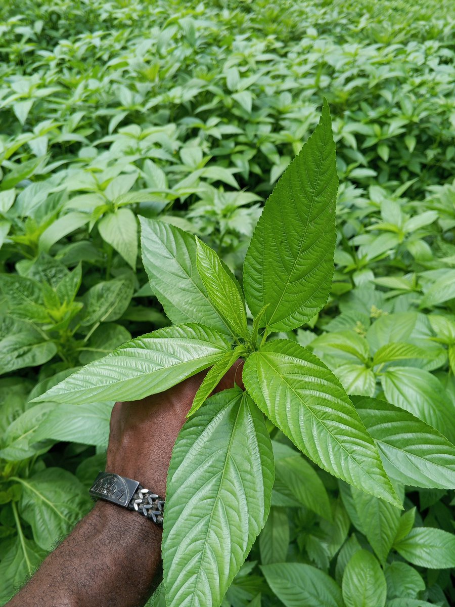 Chukwunonso (Farmer) tweet media