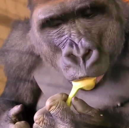 Sahil Panhotra | Indie Builder | Dev tweet media