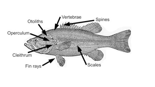 sebelum jawab pertanyaannya aku jelasin dulu ya, ikan itu punya organ dalam yang disebut otolith, semacam tulang kecil di dalam kepalanya yang berfungsi mirip telinga bagian dalam kita.

saat suara merambat lewat air, otolith ininih yang bergetar dan ikan menerjemahkan getaran