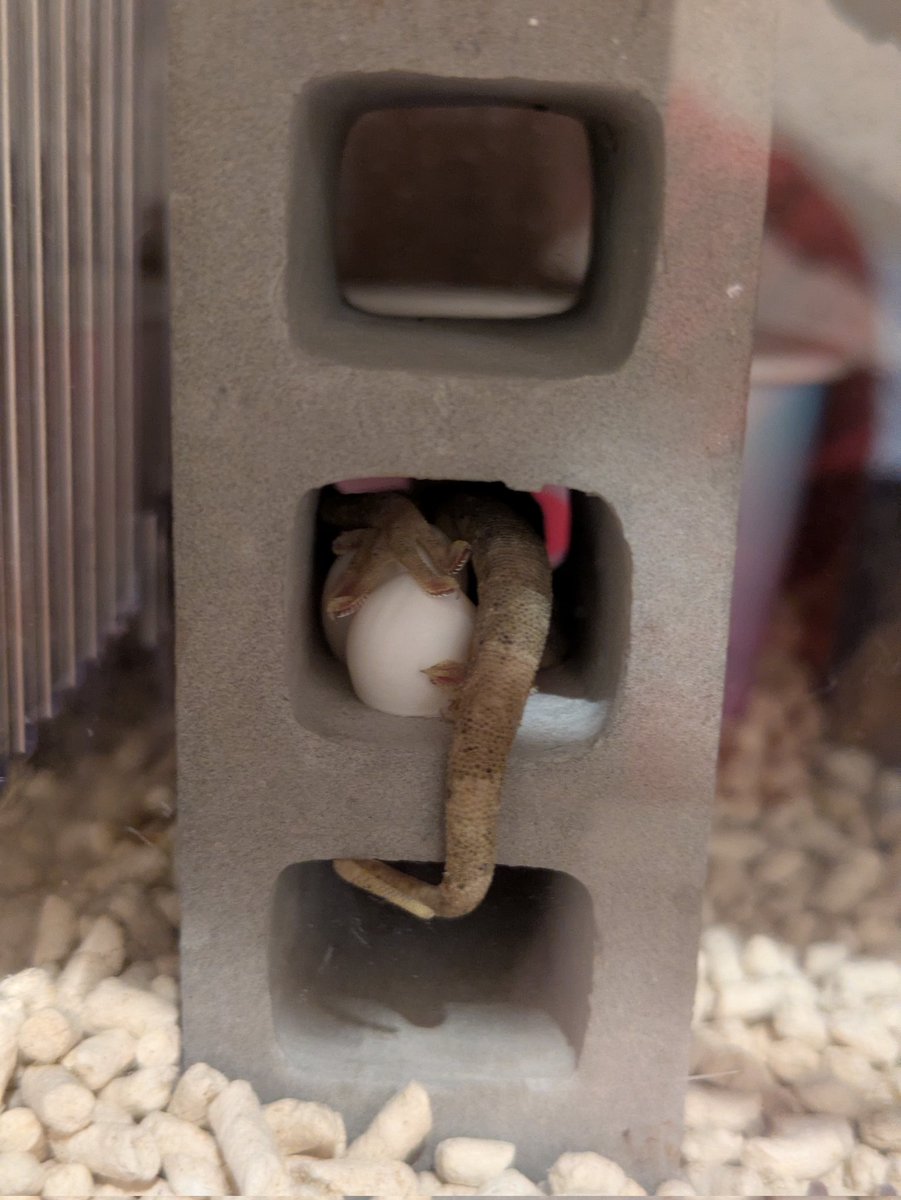 もやし tweet media