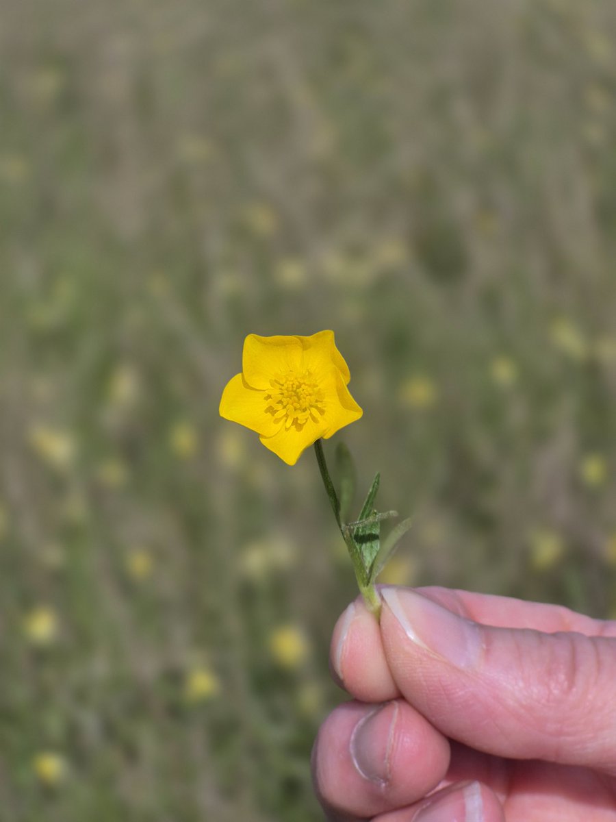 MagogDown's tweet photo. Bulbous Buttercup up on the Down @MagogDown https://t.co/S8AqyLyqRs