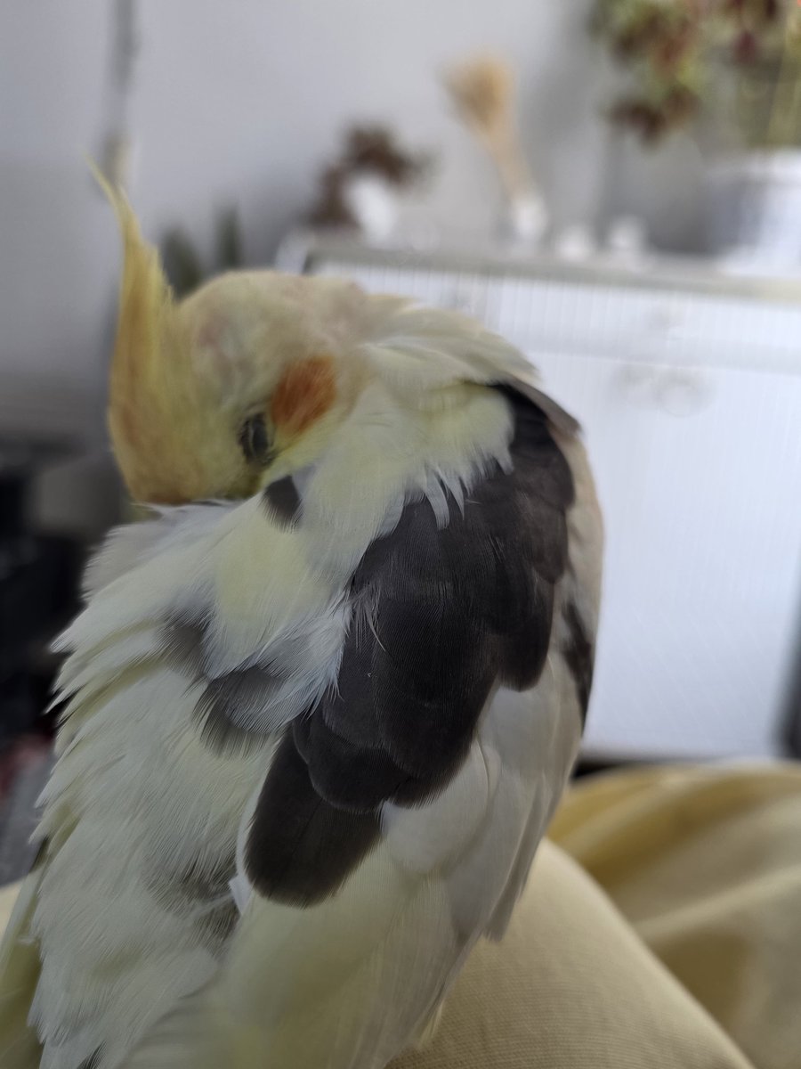 یک عدد فرکله tweet media