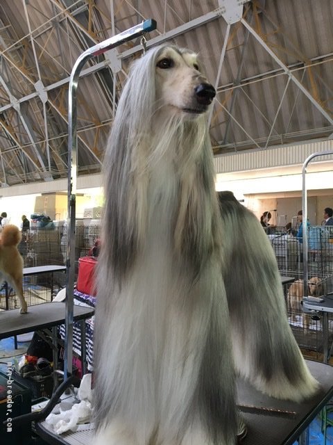 エビ天 tweet media