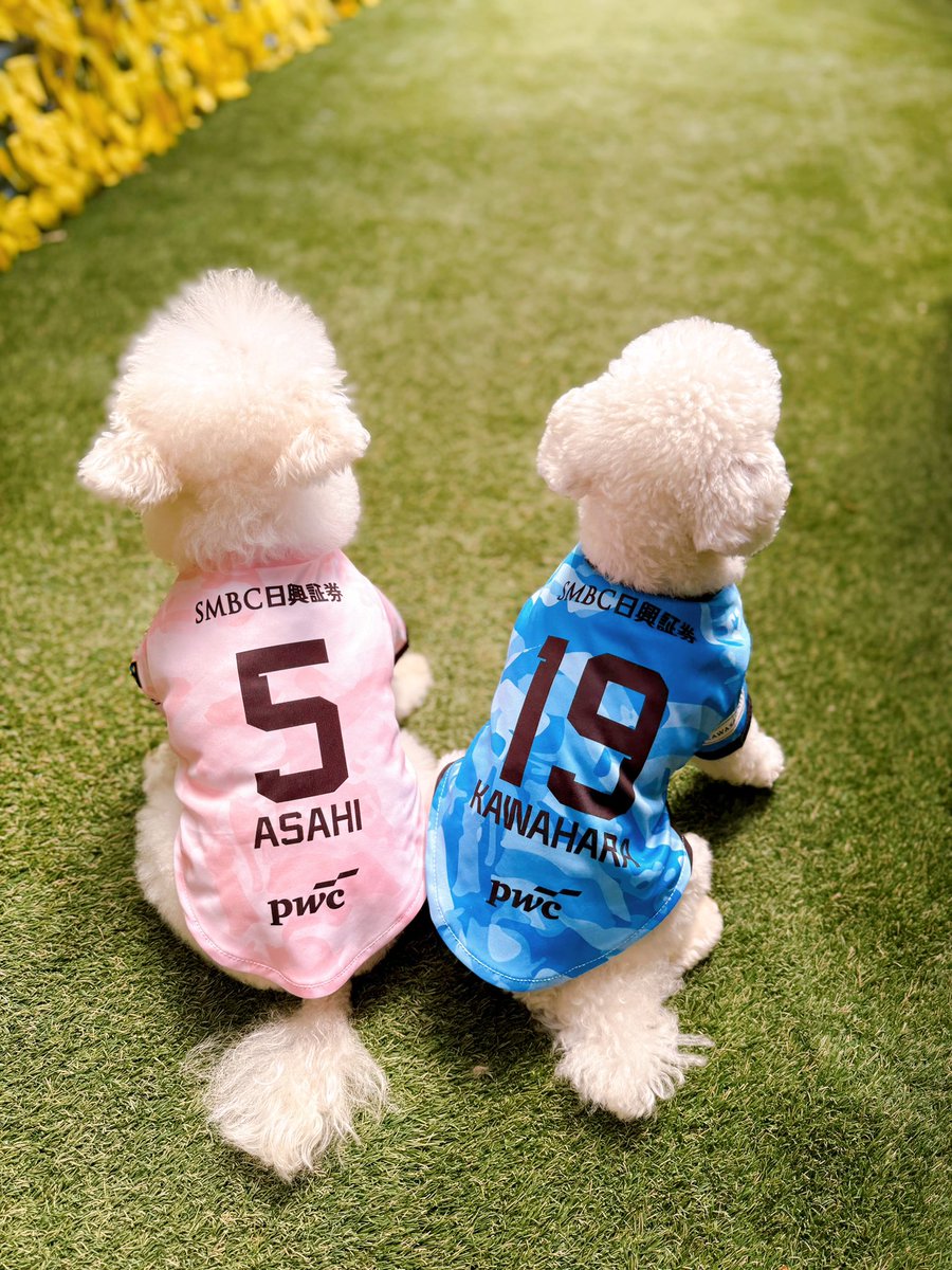 ny1476's tweet photo. 良い感じに撮れた🐶🐾
ドッグユニ🐬
#フロンターレ https://t.co/F6BOKrfAkN