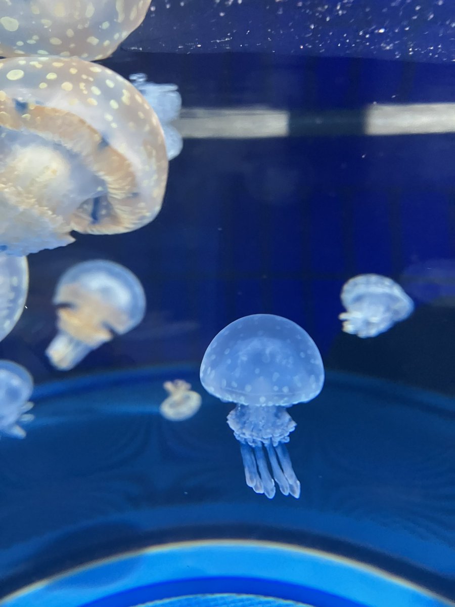 藤代菜菜海/ふじしろななみ🌼🌊 tweet media