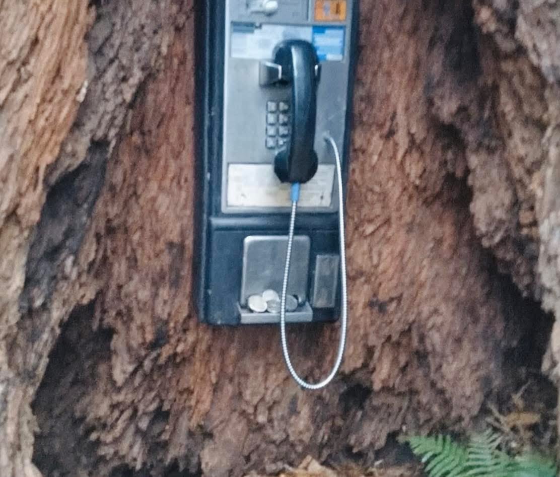 Mr PitBull tweet media