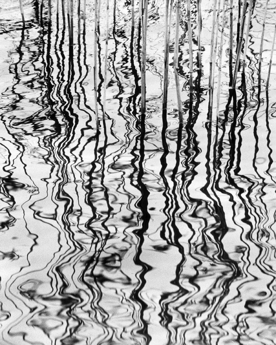stjohnsphoto's tweet image. Peter Keetman #photography 
Reed, Mirrored, 1980