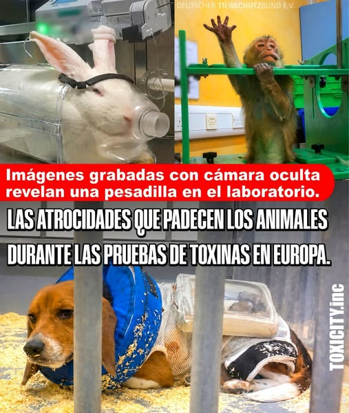 Roma traditoribus non praemiat tweet media