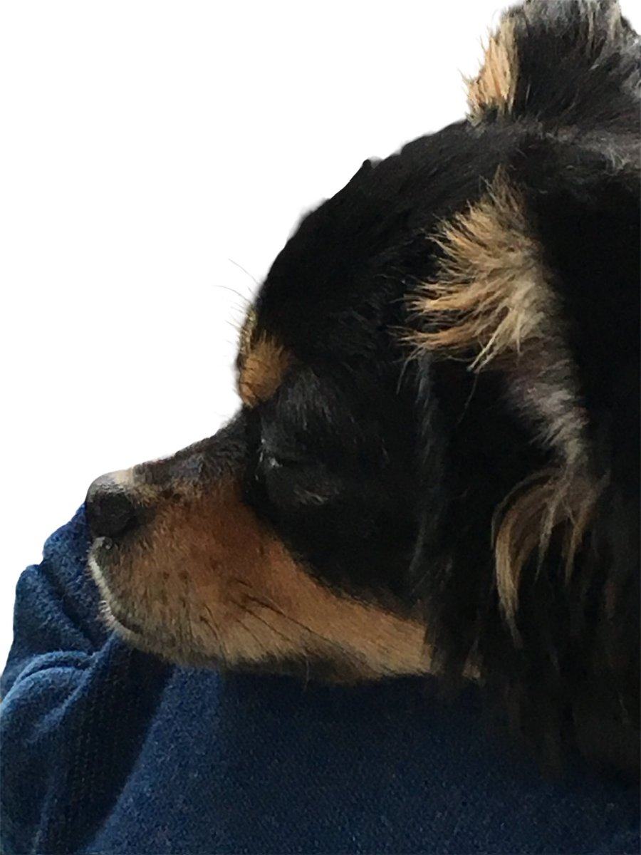 zats0836's tweet photo. うちの犬のレオが神引きしてくれた
#モンスト https://t.co/0PDI6FMpz4