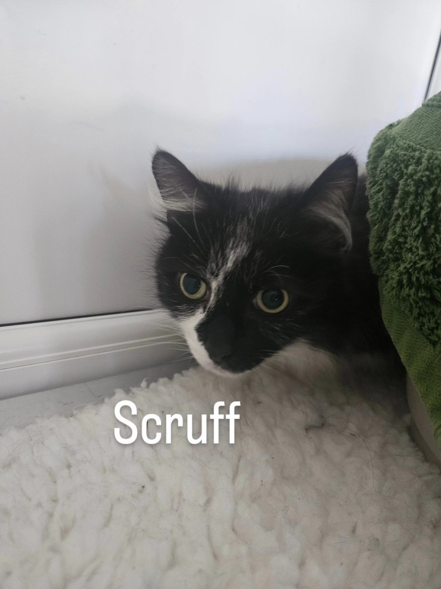 The Scratching Post tweet media