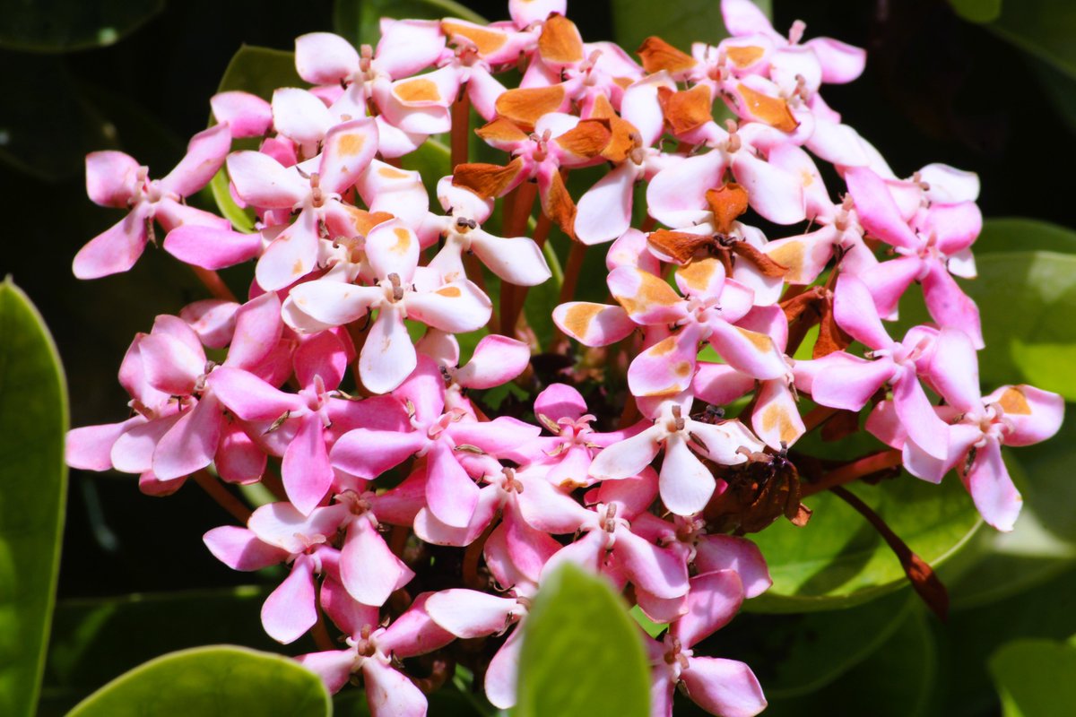 Karthik59793109's tweet image. Tree Blossoms #treeblossoms #flowerphotography #flowerphotographer #naturephotography #naturephotographer #naturephoto #naturebeauty #natureportrait
