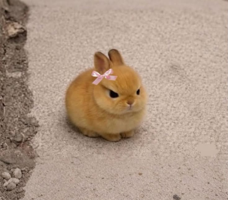 WHY YOU SHOULD HAVE A BUNNIES tweet media