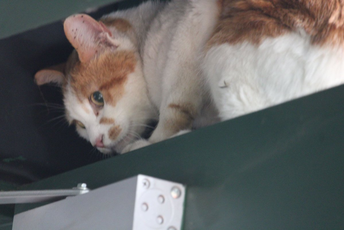 金子真仁（日刊スポーツ・埼玉西武担当） tweet media