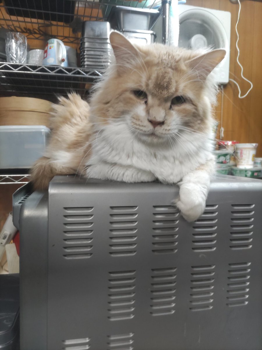 望月うさぎ tweet media