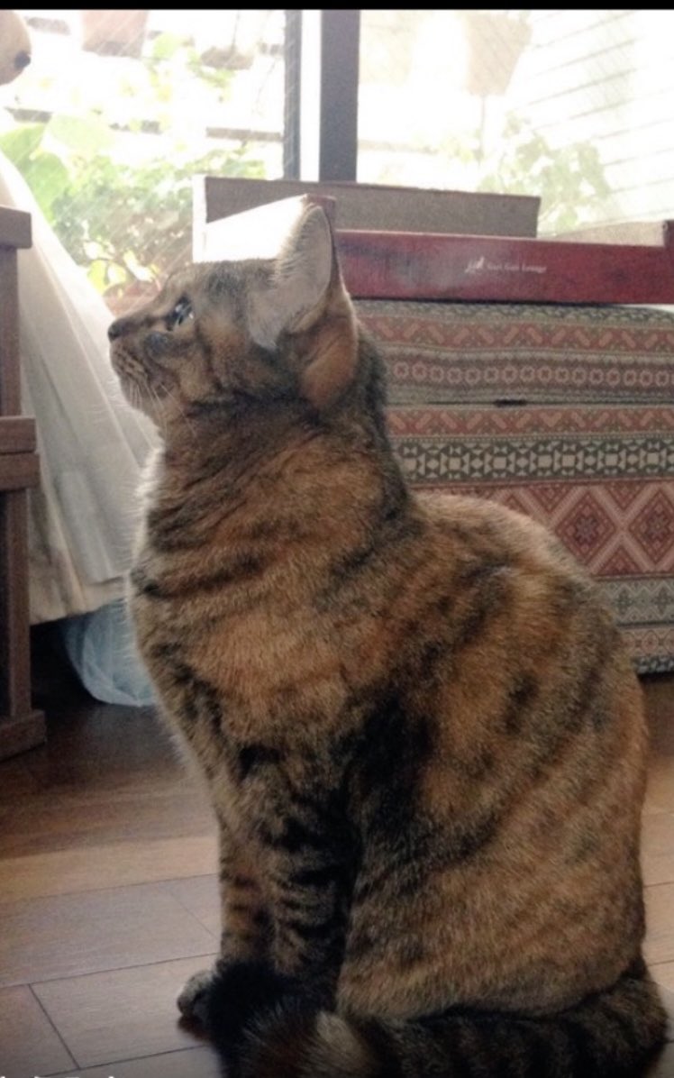 かとうみき tweet media