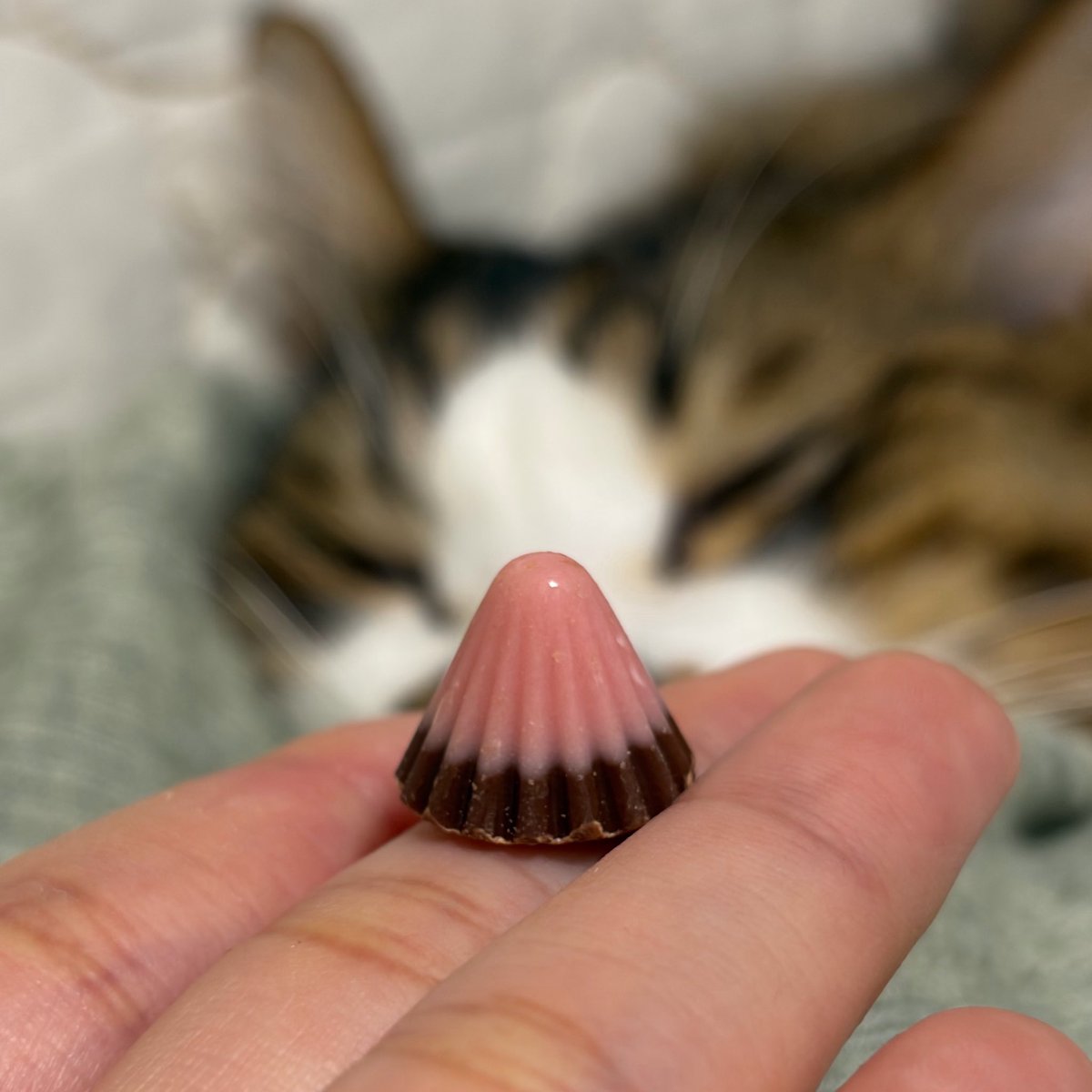 アポロチョコ隠し持ってた
チョコ多めにしたらしい