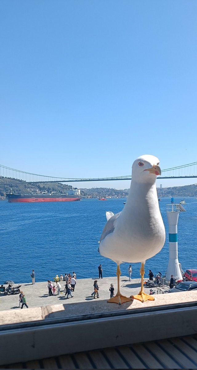 Umtigor's tweet photo. #Huzur
#Deniz
#Mavi
BirBoğazHavası.. https://t.co/hLYI3Surkh