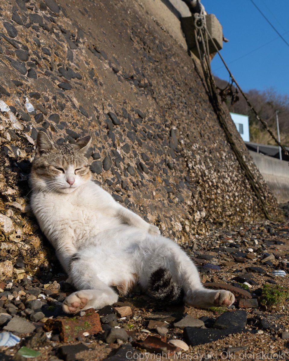 猫写真家 沖 昌之 (MASAYUKI OKI) tweet media