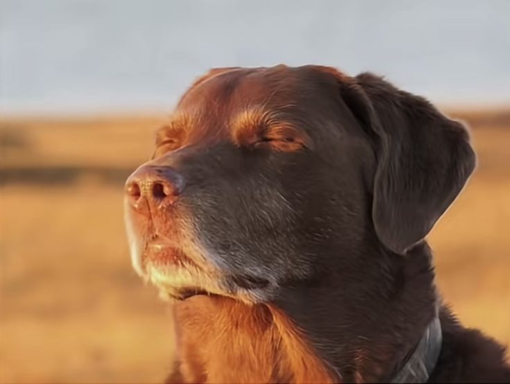 white rabbit🃏 tweet media