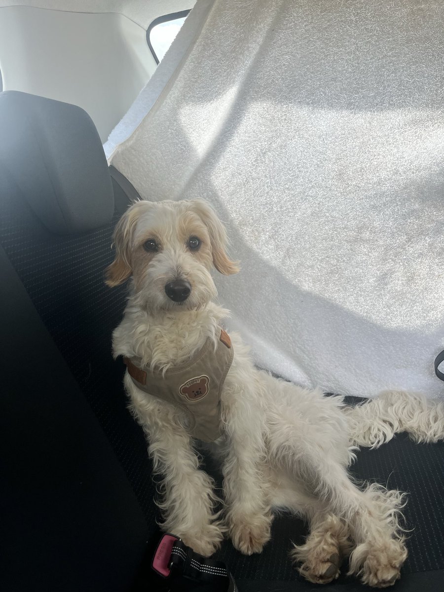 baothecockapoo's tweet image. sitting like a human 

#dog #cockapoo #puppy