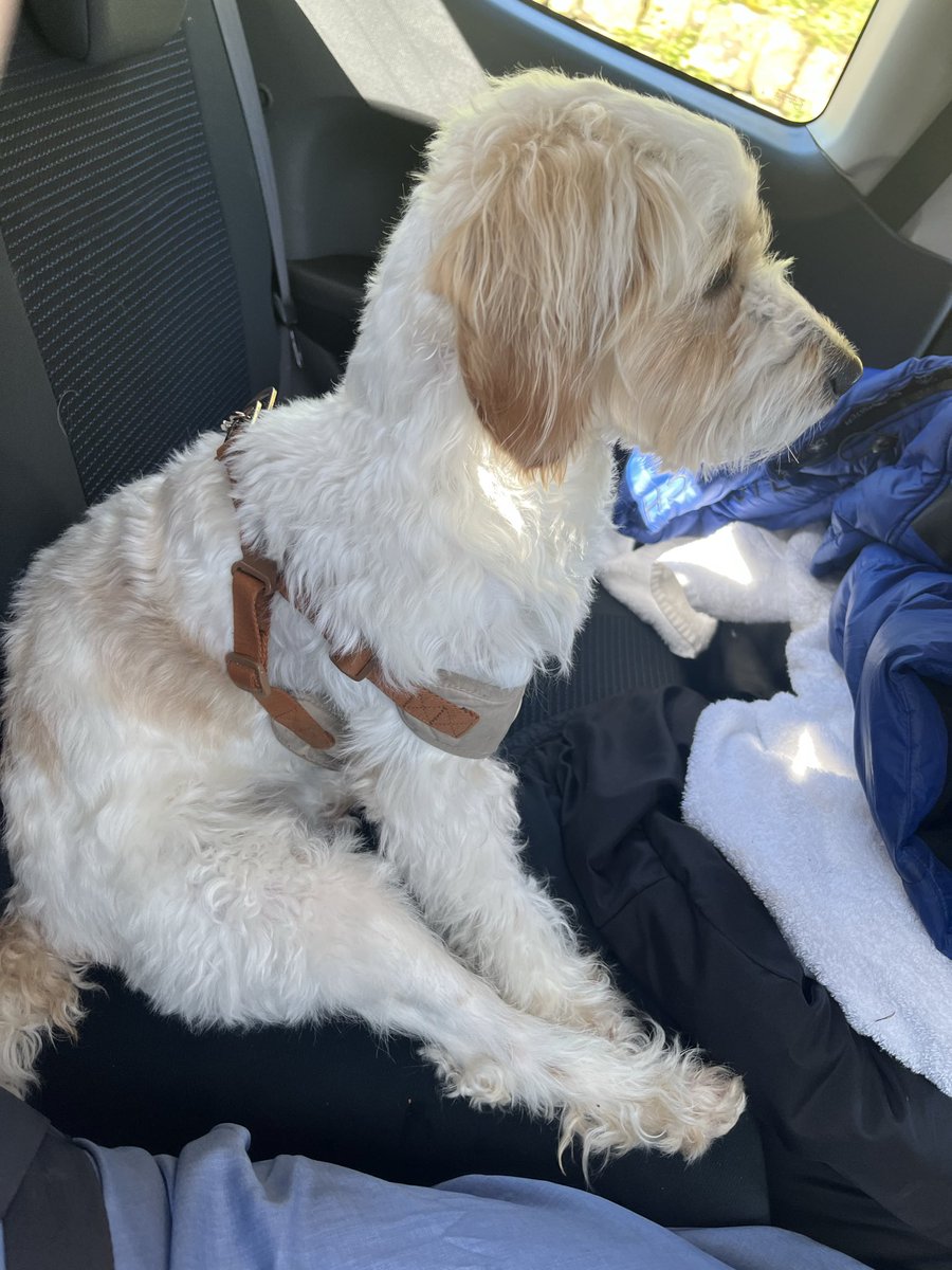 baothecockapoo's tweet image. sitting like a human 

#dog #cockapoo #puppy