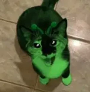 Ross Roy tweet media