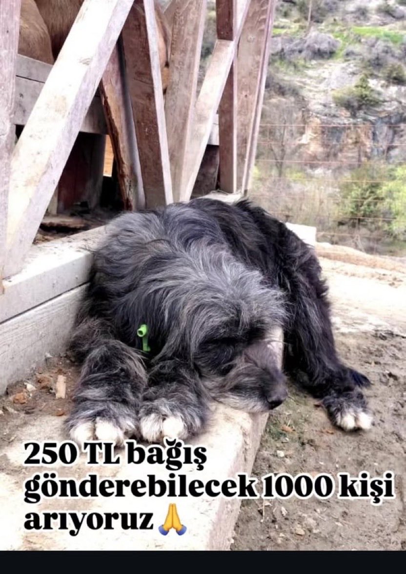 Prof Dr. Nebahat BULUT tweet media