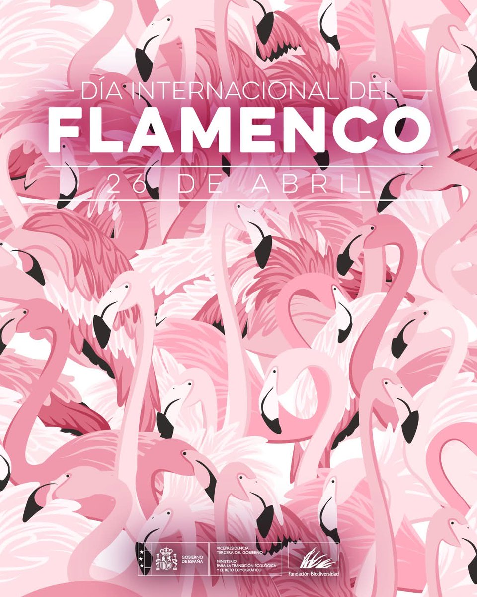 romanrl87's tweet photo. Los #flamencos dependen de #lagunas y #salinas que están desapareciendo. Hoy, en su día internacional, recuerda: sin #humedales sanos, no hay flamencos rosas. Cuida su hogar.
#Conservación #Flamenco
@citmaciego @mcolivera2966 https://t.co/3wUWhuCVWm