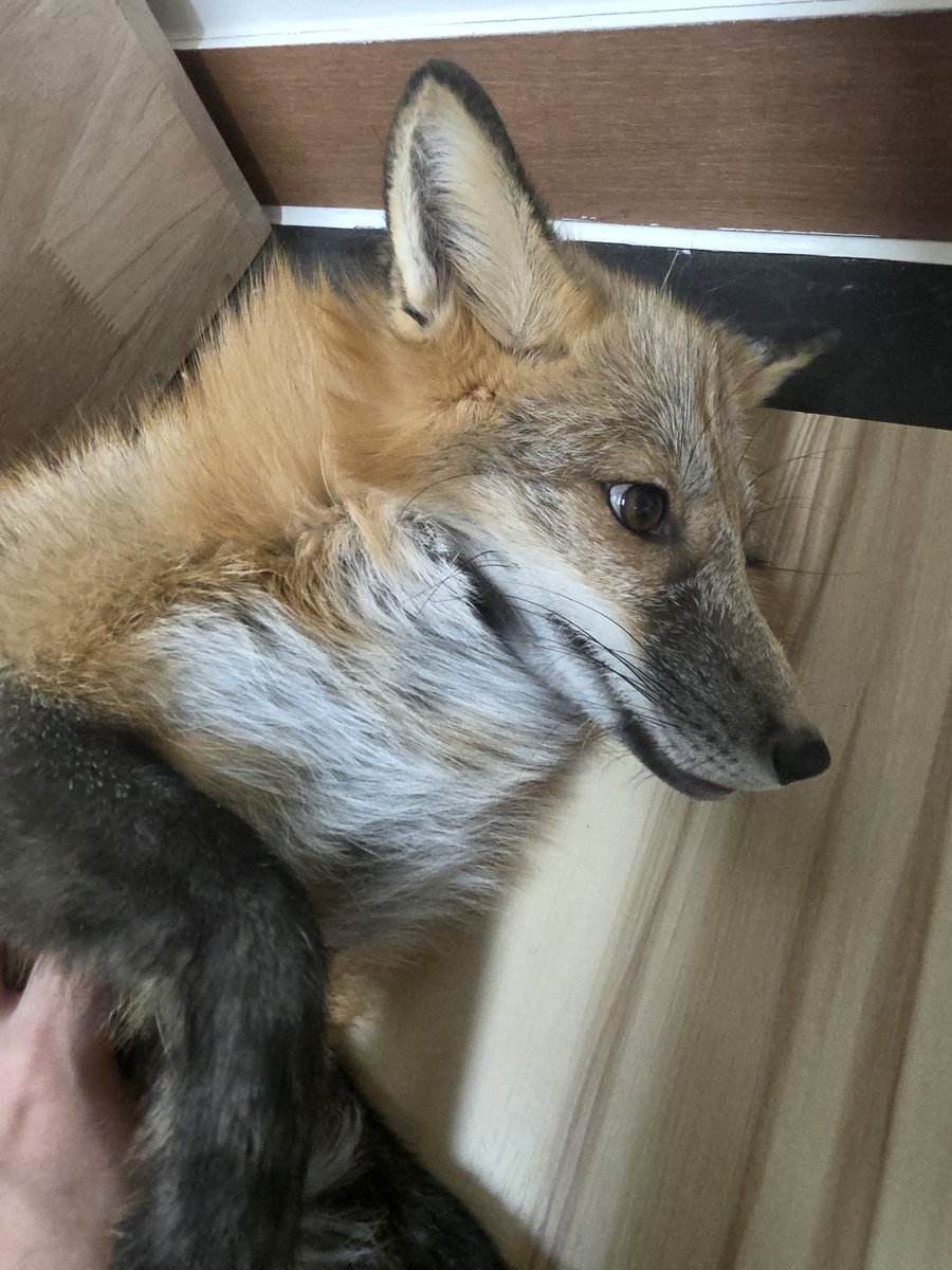 제미니Gemini【Re:Revolution】 tweet media