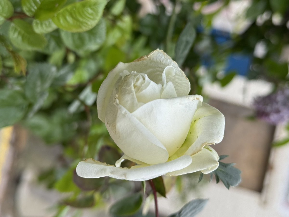 ArekZado's tweet image. #coffee @NeroUK @Starbucks @StarbucksUK #lilac