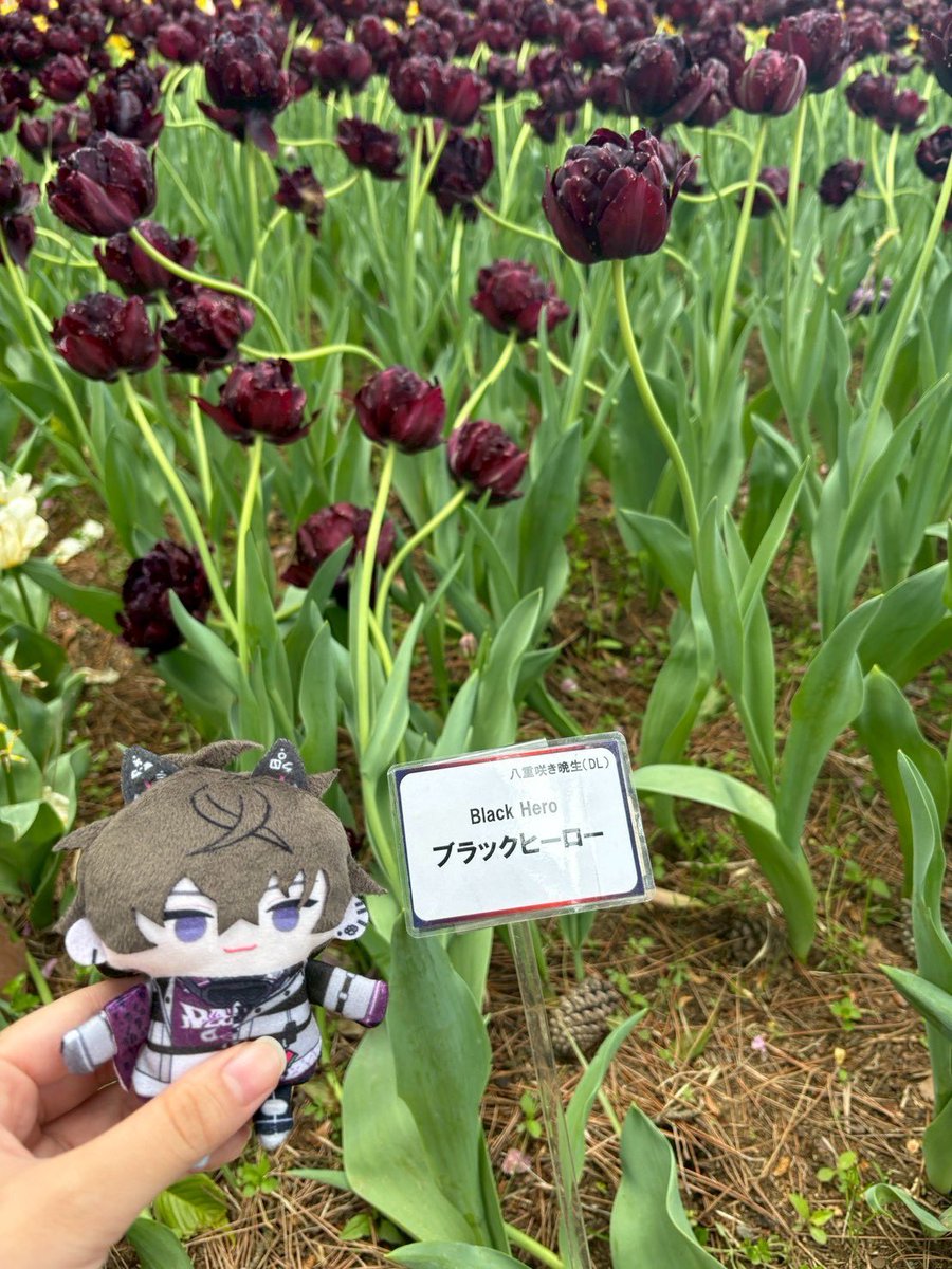 めぇ︎🌳🦍 tweet media